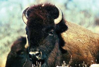 Bison on the North Rim of the Grand Canyon. Photo/ Roy Rauch/U.S. Fish and Wildlife Service