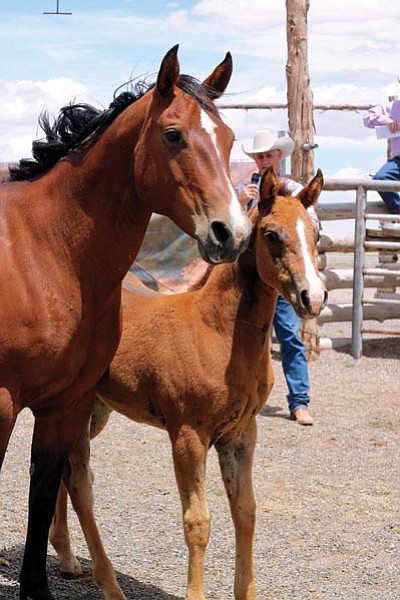 A mother shows off her colt during the sale. Loretta Yerian/WGCN