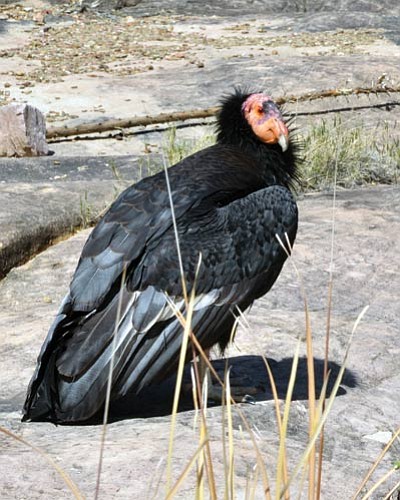 A California Condor. Photo/NPS