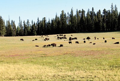 A bison herd on Grand Canyon's North Rim. Loretta Yerian/WGCN