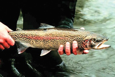 A rainbow trout. Photos/National park guide and NPS