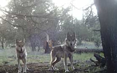 Wolves in the Blue Range Recovery Area. Photo courtesy of the Mexican Wolf Interagency Field Team