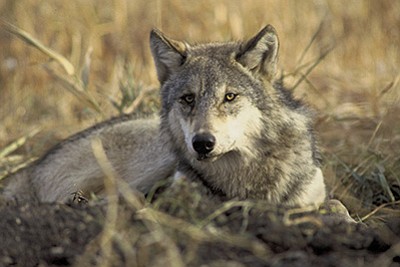 The US Fish and Wildlife Service is required to prepare a revised recovery plan for the Mexican Gray Wolf after delaying the process for over 30 years. Photo/John and Karen Hollingsworth/USFWS