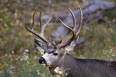 The Arizona Game and Fish Department is seeking information on the poaching of a mule deer discovered 20 miles south of Saint George. Photo/Adobe stock