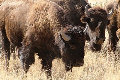A report by Grand Canyon National Park lists bison as native wildlife. Photo/courtesy of AZGFD