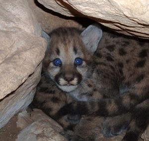 Park biologists tagged three mountain lion cubs last week, including this one, in its den