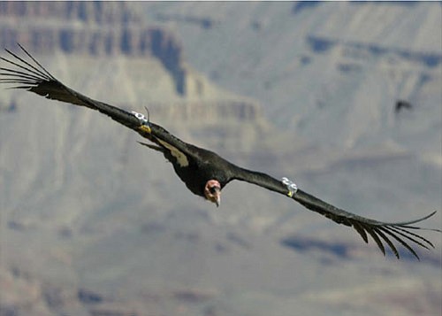 A California condor soars, thanks in part to the efforts of Sophie Osborn and other biologists.

