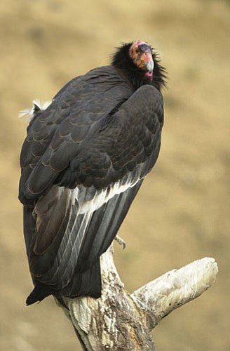 <br>Courtesy photo<br>
Three California condors died recently from lead complications, according to condor conservationists.