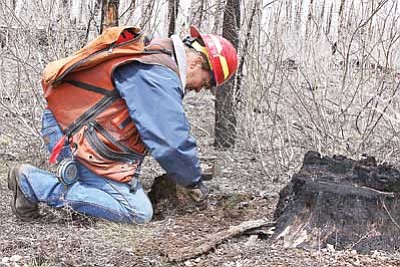 Photo/Kaibab National Forest<br>
North Kaibab Forestry Technician Deb Saunders, of Fredonia, Ariz., inspects a ponderosa pine seedling planted next to a tree that burned during the 2006 Warm Fire.