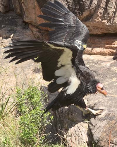 Photo/Mike Quinn/NPS<br>
January marks the 15th anniversary of the first release of California condors in Arizona.