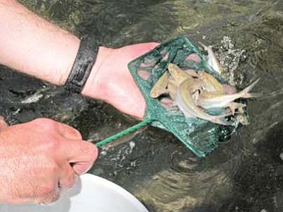 Scientists translocate endangered humpback chub into Havasu Creek in Grand Canyon during first translocation. NPS photo