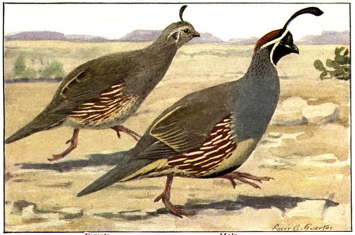 Quail season check-in station open Saturday | Kingman Daily Miner