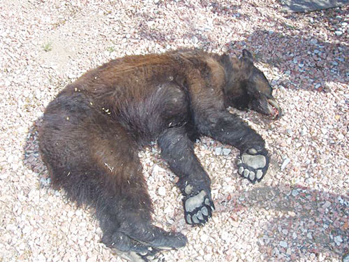 KPD forced to kill young black bear | Kingman Daily Miner | Kingman, AZ