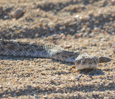 Snakes! Spiders! Venomous critters presentation opens Kingman Summer ...