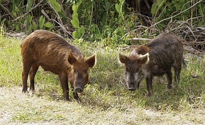 Input sought on feral pig hunts at Havasu refuge | Kingman Daily Miner ...