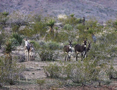 Photo detail