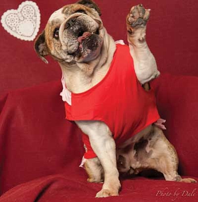 Courtesy photo<br>
United Animal Friends is offering pet photos of your Furry Valentine on Saturday, Feb. 7.