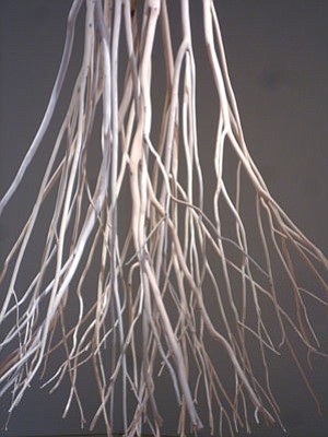 “Hanging Elm”; part of the new exhibit at the Prescott College Art Gallery at Sam Hill Warehouse.