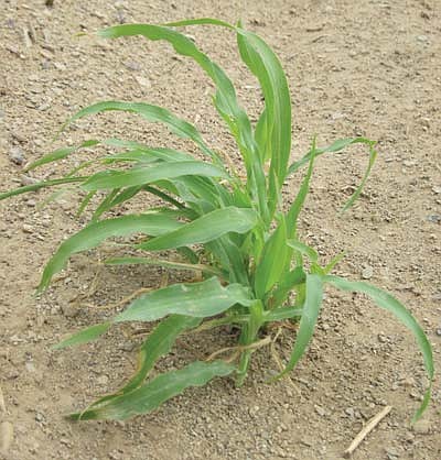 <i>Rosanda Suetopka Thayer/NHO</i><br>
Individual corn plants are gently nurtured and given great care by Hopis utilizing the dry-farming method. Each plant must be precisely planted to a certain width and depth apart from each other to have the greatest opportunity to yield a maximum crop at the end of harvest season.