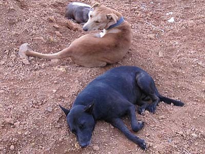 Stray dogs are a common problem across the Hopi Reservation.