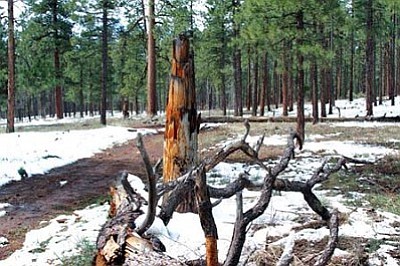<i>Lisa Viotti/NHO</i><br>
The stump of a fallen tree greets hikers along Observatory Mesa Trail in Flagstaff.