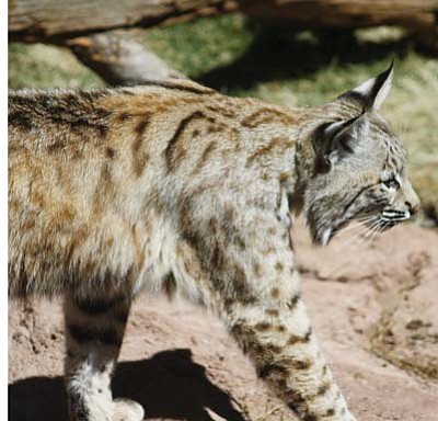 Stan Bindell/NHO<br>
Not only will you see bears at Bearizona, you will see other wildlife, including this bobcat.