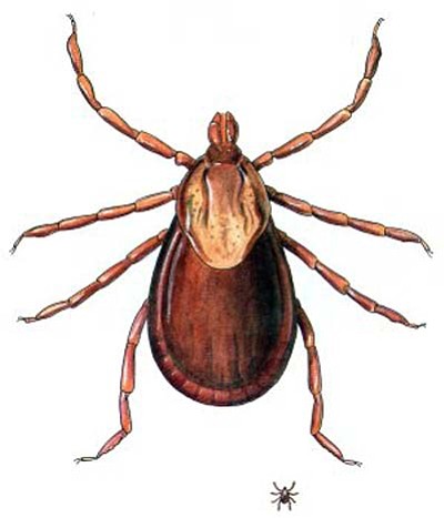 American dog tick