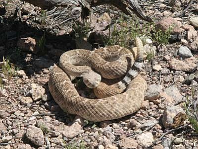 Experts say that even though a wet winter has created good conditions for rattlesnakes, encounters with people will still be rare and avoidable. Photo/Gerald Bourguet
