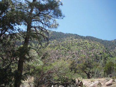 Mt. Elden offers plenty of trees and scenic views.