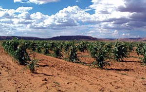 The Bear Clan corn fields in Shungopavi are shown in this undated photo. The Bear Clan fields are the first to be planted every year and are maintained by various clan members, including Ben Nuvamsa. Nuvamsa says that his participation in helping to maintain these fields and partaking in religious ceremonials constitutes proof of his residence at Hopi (Courtesy photo).