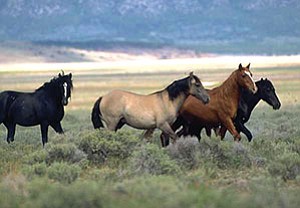 Wild horses and burros will be available for adoption July 13-15 in Flagstaff (Photos courtesy of BLM/Wild Horse and Burro Program).