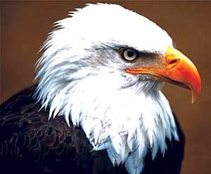 The endangered status of the desert nesting bald eagle was recently reinstated after an October 2006 delisting by the U.S. Fish and Wildlife Service.