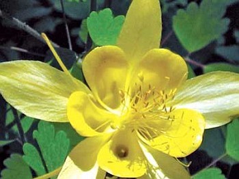 Flowers such as this yellow (or desert) columbine bring color to Horton Creek trail.