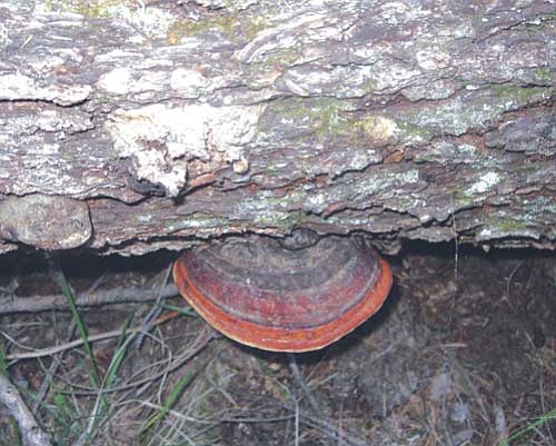 One of Nick’s “intriguing” mushrooms sticking out of a tree.