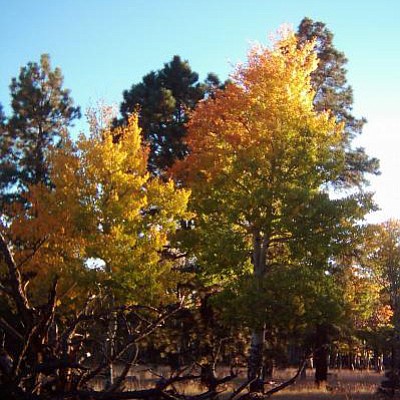 Autumn colors in northern Arizona.