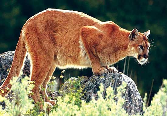 Mountain lions, such as the one in this photo, can grow to an average of about 5-9 feet in length from nose to tail and can weigh between 75 and 160 pounds. Primary food sources include deer, elk, and bighorn sheep, as well as domestic cattle, horses, and sheep. Although rare, mountain lions have been known to attack humans.