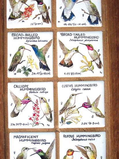 <i>Photo by Stan Bindell/NHO</i><br>
This sign shows just some of the many hummingbird species that can be found at Ramsey Canyon.