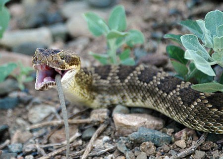 Tribune reporter Cheryl Hartz, hiking the Iron King Trail in Prescott Valley, came across a rattlesnake that had struck and was about to eat a lizard. She photographed the entire event, which occurred at the end of the trail’s first bridge, just in the weeds off the trail itself.<br>
<i>Photo by Cheryl Hartz</i>