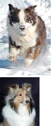 Top: Snow is a natural for dog photos - they all love it! Bottom: a solid background and good lighting go a long way toward a great portrait. <br>Photos by Heidi Dahms Foster