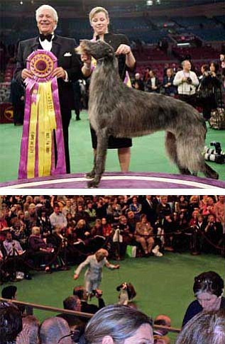 Top, Westminster Best in Show winner GCH Foxcliffe Hickory Wind, with handler Angela Lloyd and judge Paolo Dondina. Below, Donna Armstrong had a bird's eye view of the crowded ring area as handler Linda O'Conner takes Springer Spaniel GCH Otein Captain Jack Sparrow "Jack" around for the judge. Jack is owned by Jerry and Jean Ryser. <br>Photos courtesy Associated Press and Donna Armstrong