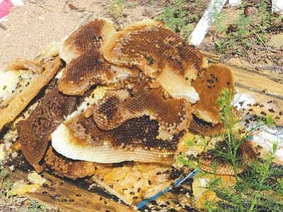 A large hive of suspected Africanized bees was under the flooring of a shed on Donna Hernandez’s property in Prescott Valley. Beekeeper Rex Hoover arrived Saturday to rid her of the bees.<br>
Courtesy photo