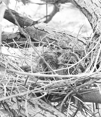Game and Fish
A dove chick huddles in its nest, awaiting the return of its parents.<br>
Courtesy Photo/Arizona Game and Fish
