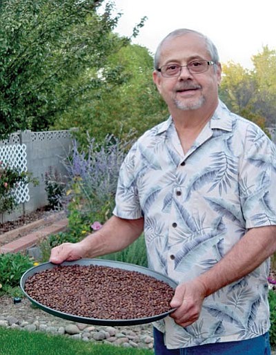 Jim Lowman carries a tray of roasted beans in his Prescott Valley backyard.<br>
TribPhoto/Sue Tone