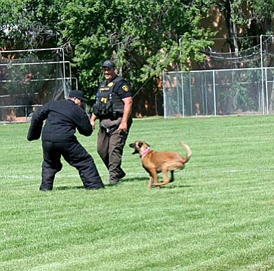 Sue Tone/Tribune photo<br /><br /><!-- 1upcrlf2 -->Handlers put their dogs through the paces.
