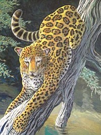 Arizona Jaguar, by James L. Evans.