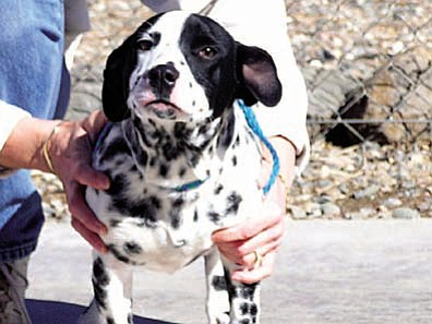 The Verde Valley Humane Society Pet of the Week is “Pepper.” He is a young Dalmatian mix that is as sweet as can be.  Pet Pepper and he automatically hits the ground for a big belly-rub.  He needs a yard and someone to love.  Come in and visit Pepper here at the Verde Valley Humane Society.  We are located at 1502 W. Mingus.  You will find Pepper’s adoption fee discounted by $15 thanks to a couple of true “Animal Angels.”