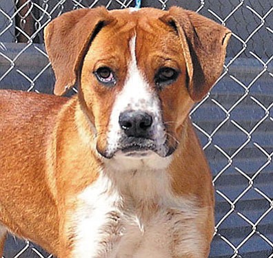 The Verde Valley Humane Society “Pet of the Week” is “Boone,” a boxer mix. This adorable boxer mix is approximately a year old and very friendly with all.  Boone will need a fenced in yard, as he loves to explore his surroundings.  Wait until you meet this little guy; he’s going to steal your heart.  His adoption fee has been discounted by $15 thanks to some true “animal angels.”