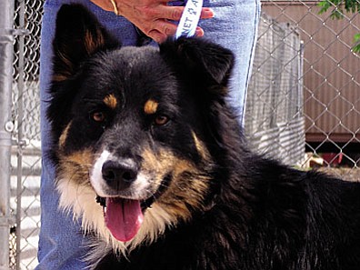 Our “Pet of the Week” is going to be “Apollo. He is a beautiful adult border collie/Aussie mix that is waiting patiently for his new home.Apollo is looking for some kind people with a yard for him to run in. He wants to come in the house with you, but he also wants the freedom he needs to play outside. He would be one happy little guy with a yard and some sort of a job to do. His breed mixtures love to stay busy and help out around the house.Apollo’s adoption fee has been discounted by $15 thanks to our generous “Animal Angels.” Stop in the shelter located at 1502 W. Mingus and talk to Apollo about your yard. He just may decide to go home with you.