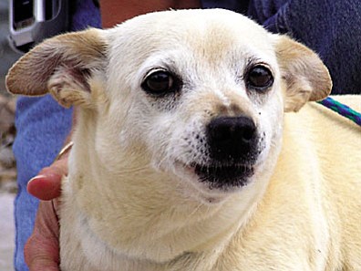 The Verde Valley Humane Society “Pet of the Week” is going to be our little “Sandee.” This adult female Chihuahua mix is such a sweet little girl. She came to VVHS back in May ready to deliver her babies. She gave birth, weaned her babies and is now waiting for her own “forever home.” Sandee would love to run in a yard after being caged for so many months. She’s not very big and would adapt to any size household. Her adoption fee has been discounted by $20 thanks to our generous “Animal Angel” donors.