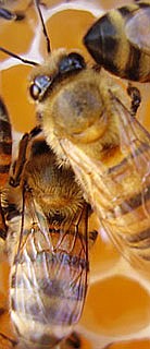 Photo detail